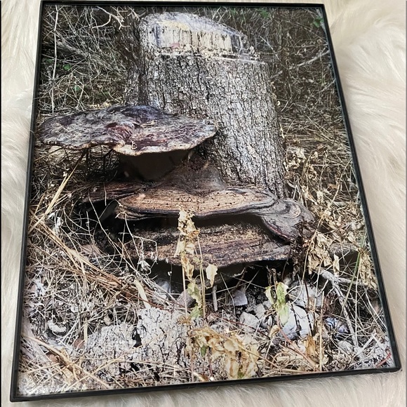 8x10 picture of Mushrooms growing on an old stump